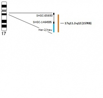 Her-2/neu