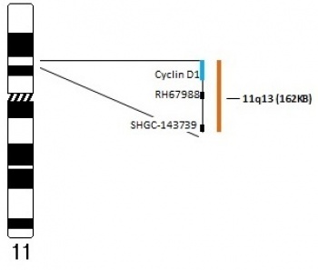 Cyclin_D1