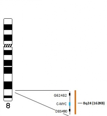 C-MYC