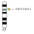 CEP17