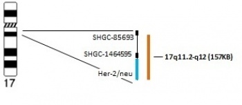 Her-2/neu