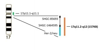 Her-2/neu